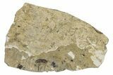 Detailed Fossil Marsh Fly (Tetanocera) - Cereste, France #290764-1